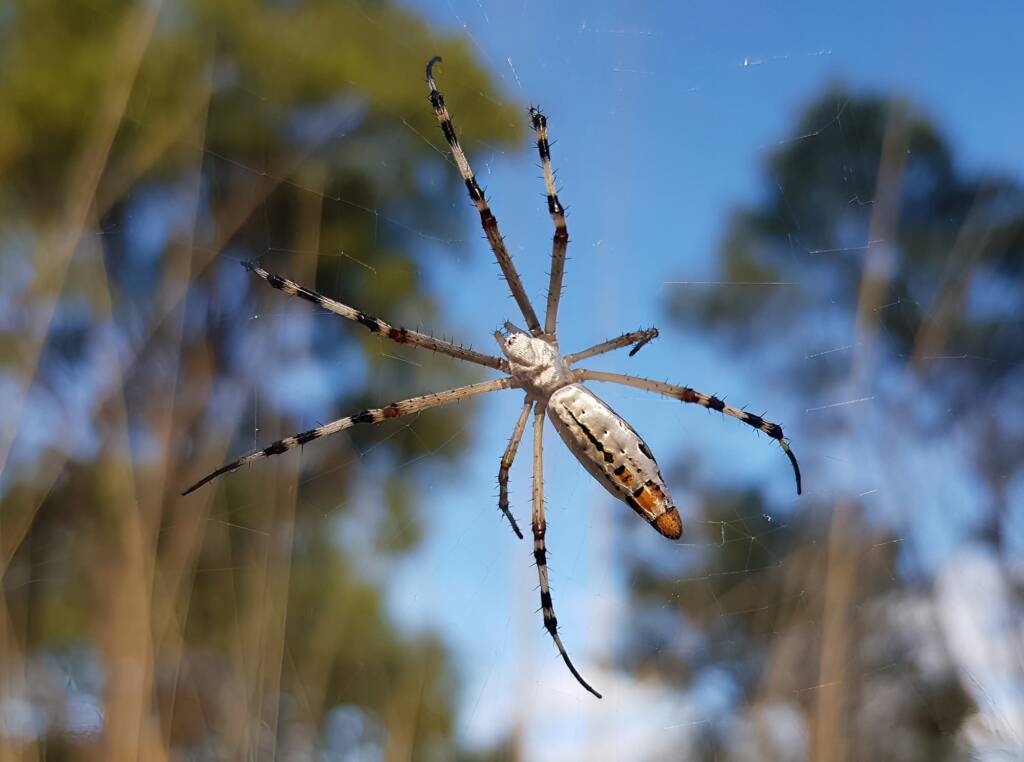 Longtailed Orb-weaving Spider (Argiope protensa), Alice Springs Desert Park NT