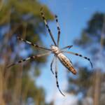 Longtailed Orb-weaving Spider (Argiope protensa), Alice Springs Desert Park NT