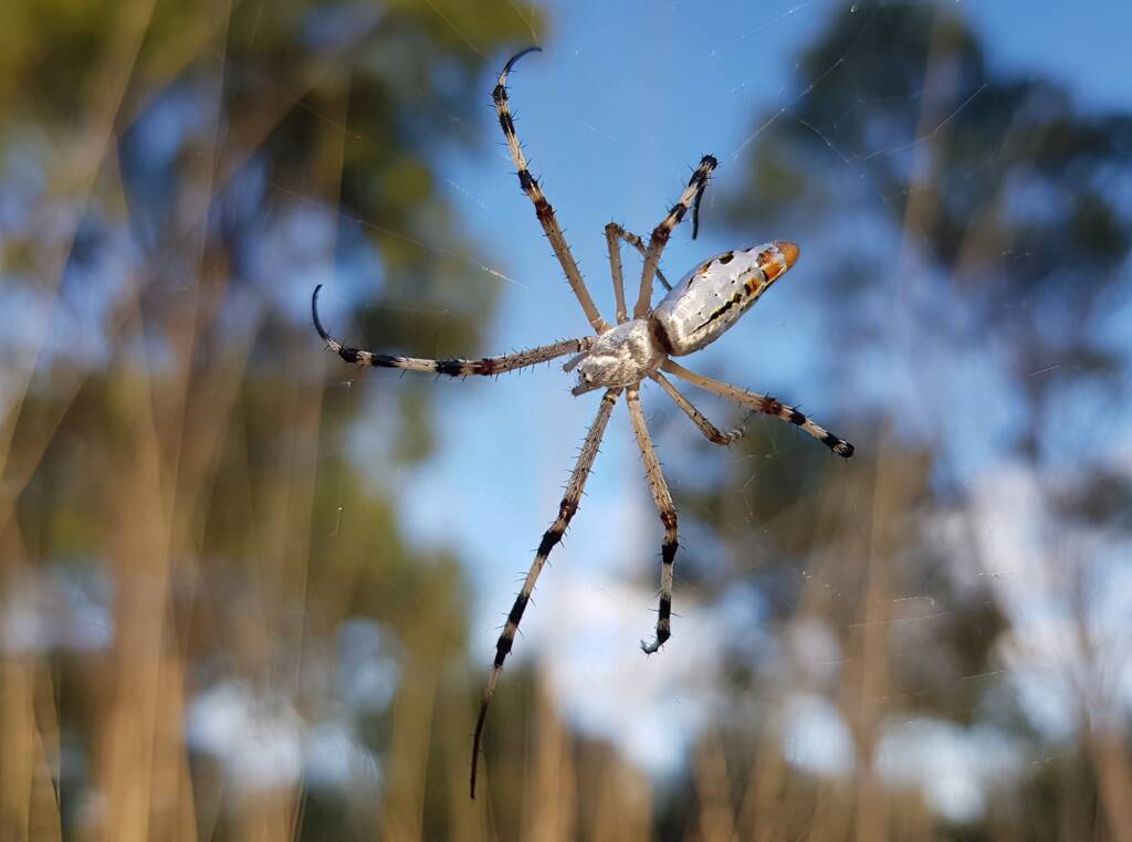 Longtailed Orb-weaving Spider (Argiope protensa), Alice Springs Desert Park NT