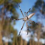 Longtailed Orb-weaving Spider (Argiope protensa), Alice Springs Desert Park NT