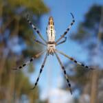 Longtailed Orb-weaving Spider (Argiope protensa), Alice Springs Desert Park NT