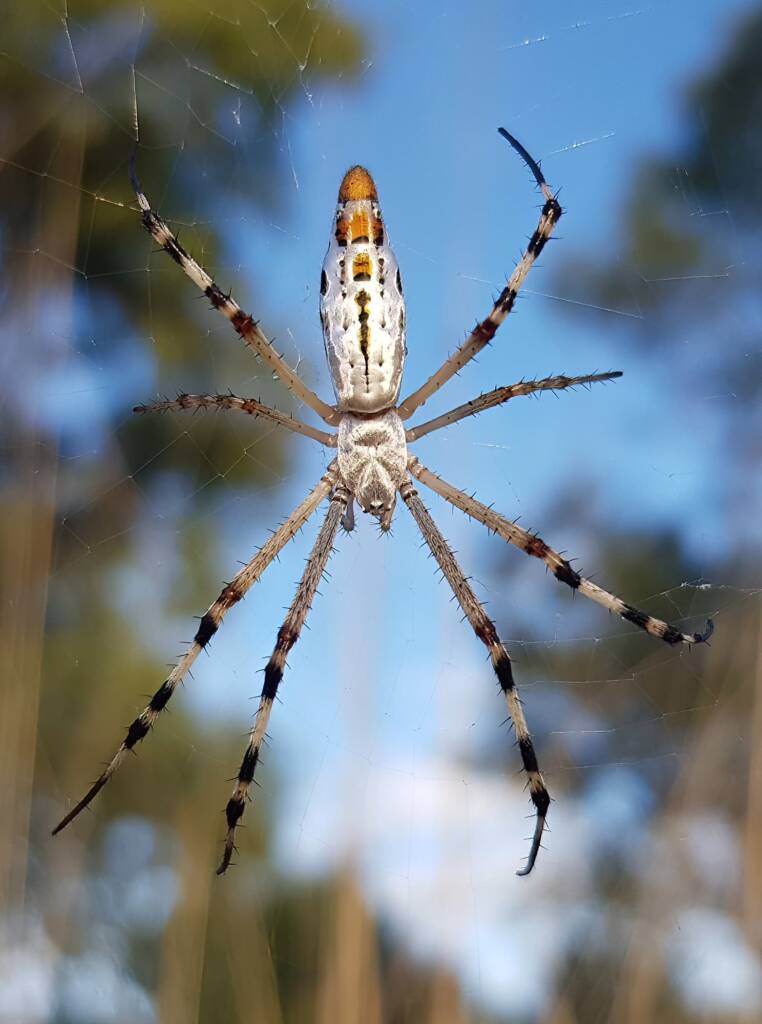 Longtailed Orb-weaving Spider (Argiope protensa), Alice Springs Desert Park NT