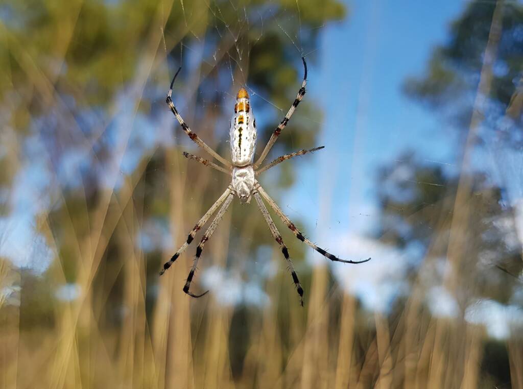 Longtailed Orb-weaving Spider (Argiope protensa), Alice Springs Desert Park NT