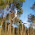 Longtailed Orb-weaving Spider (Argiope protensa), Alice Springs Desert Park NT