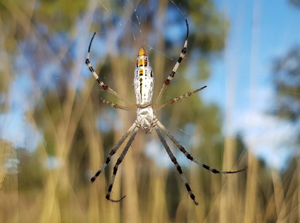 Longtailed Orb-weaving Spider (Argiope protensa), Alice Springs Desert Park NT