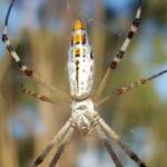 Longtailed Orb-weaving Spider (Argiope protensa), Alice Springs Desert Park NT