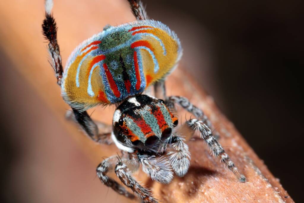 Maratus volans male dancing, Woy Woy NSW © Michael Doe