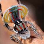 Maratus volans male dancing, Woy Woy NSW © Michael Doe