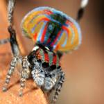 Maratus volans male dancing, Woy Woy NSW © Michael Doe