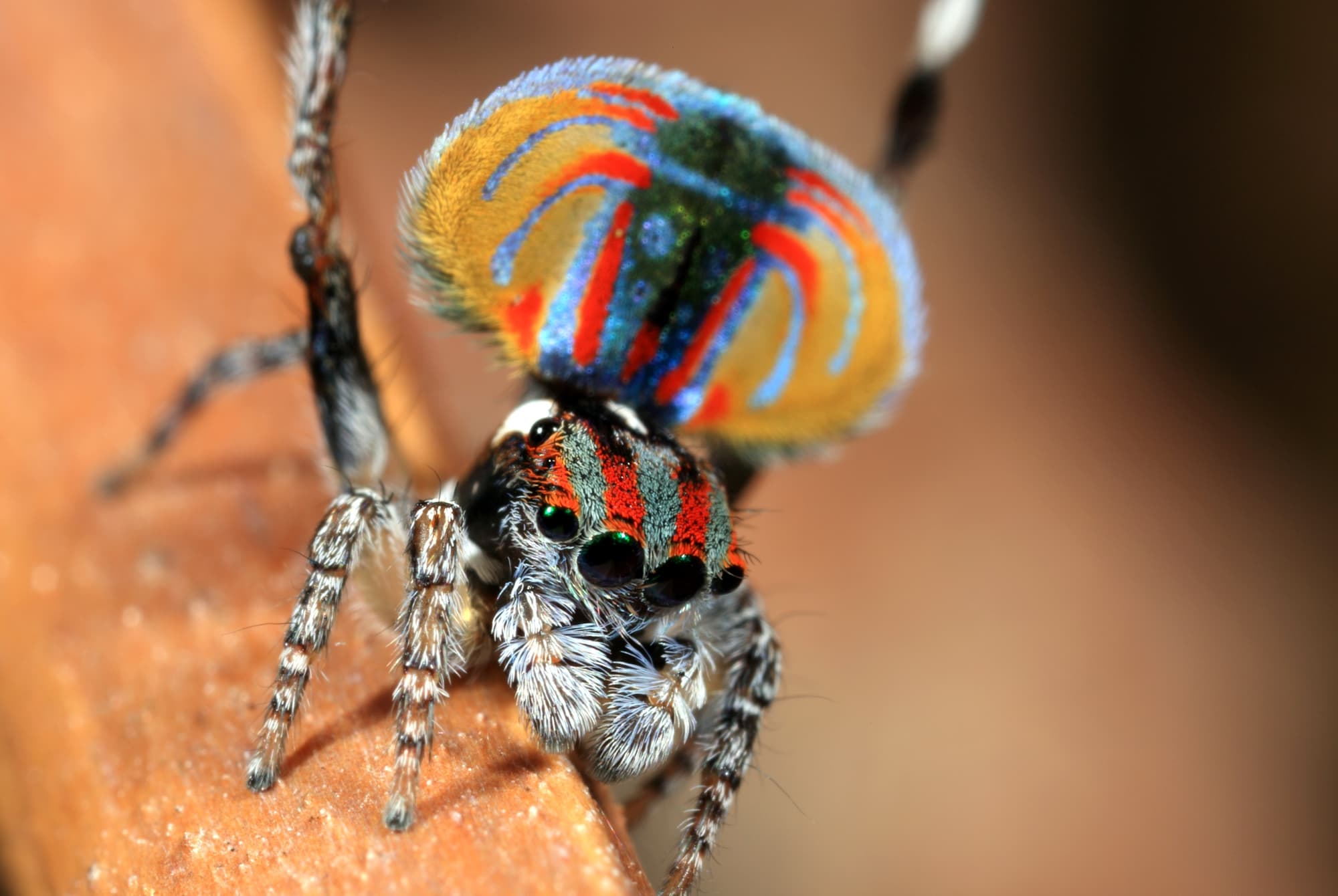 Maratus volans male dancing, Woy Woy NSW © Michael Doe