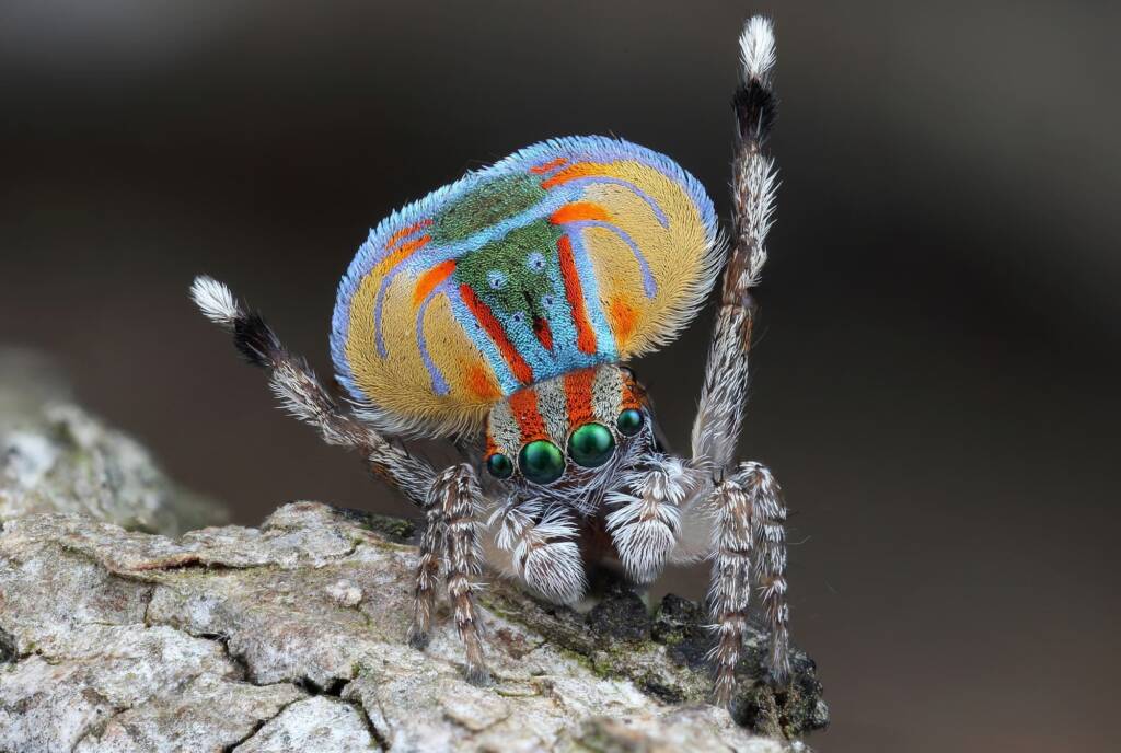 Maratus volans male dancing, NSW © Michael Doe