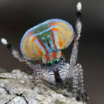 Maratus volans male dancing, NSW © Michael Doe