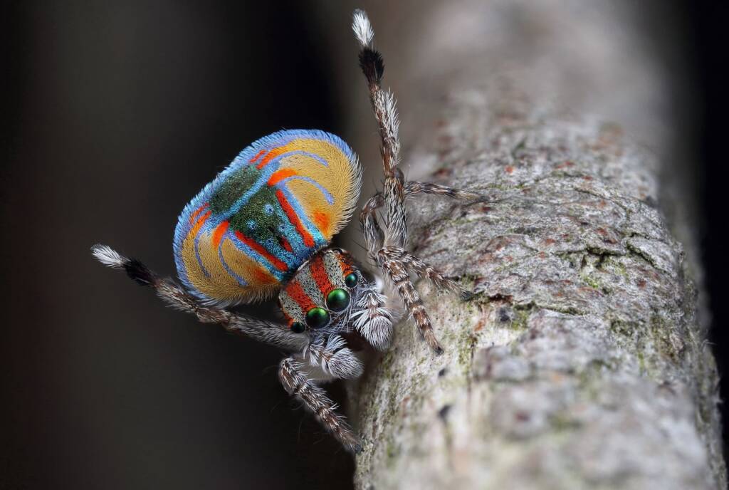 Maratus volans male dancing, Dudley NSW © Michael Doe