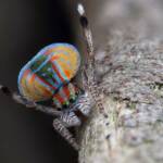 Maratus volans male dancing, Dudley NSW © Michael Doe