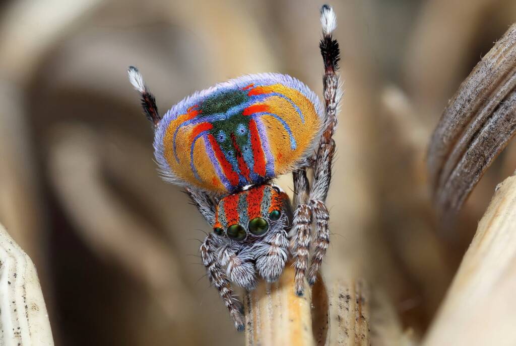Maratus volans male dancing, Dudley NSW © Michael Doe