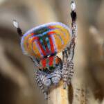 Maratus volans male dancing, Dudley NSW © Michael Doe