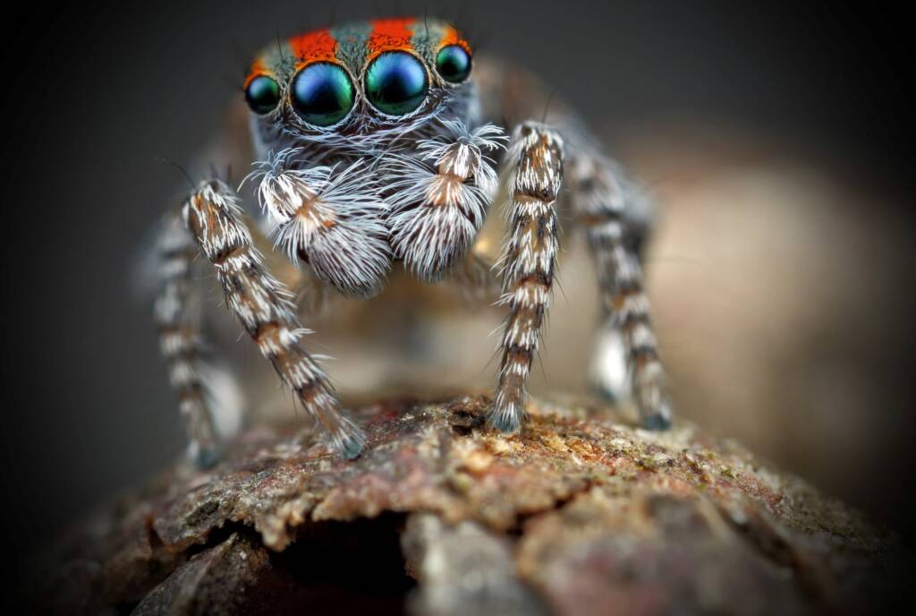 Maratus volans male, NSW © Michael Doe