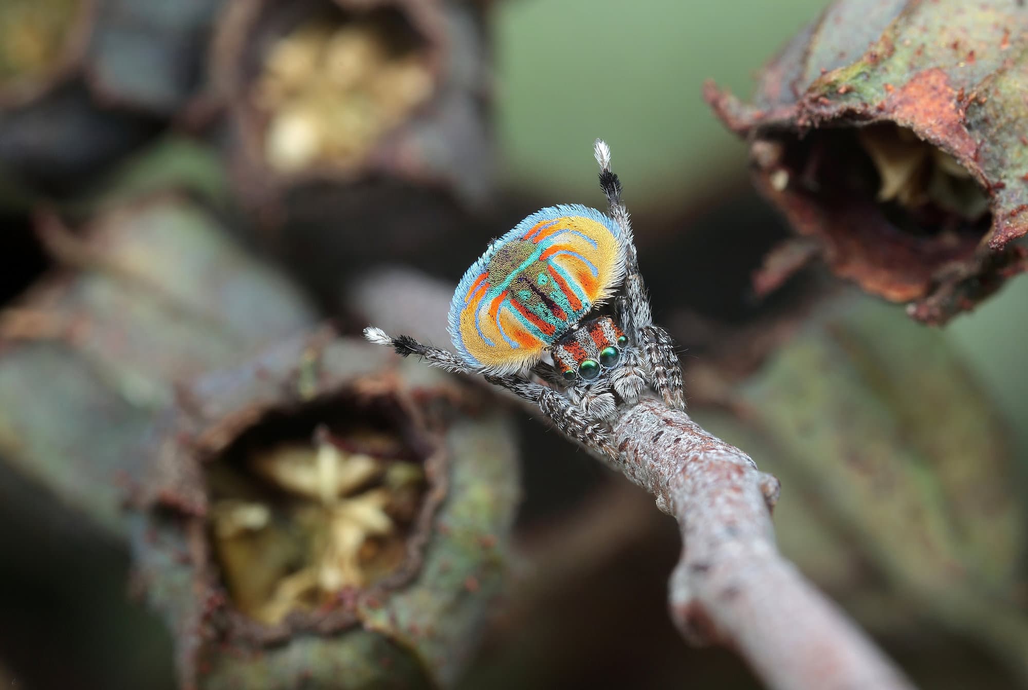 Maratus volans male dancing, NSW © Michael Doe