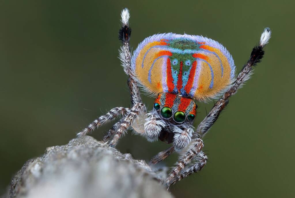 Maratus volans male dancing, Woy Woy NSW © Michael Doe