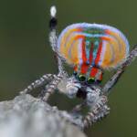 Maratus volans male dancing, Woy Woy NSW © Michael Doe