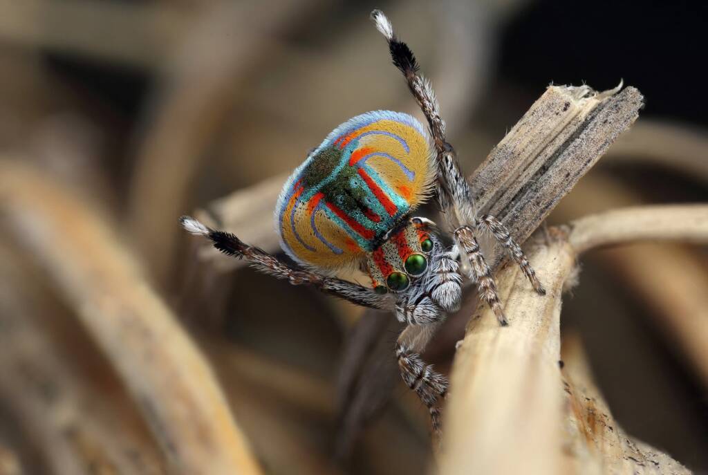 Maratus volans male dancing, Woy Woy NSW © Michael Doe