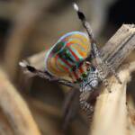 Maratus volans male dancing, Woy Woy NSW © Michael Doe