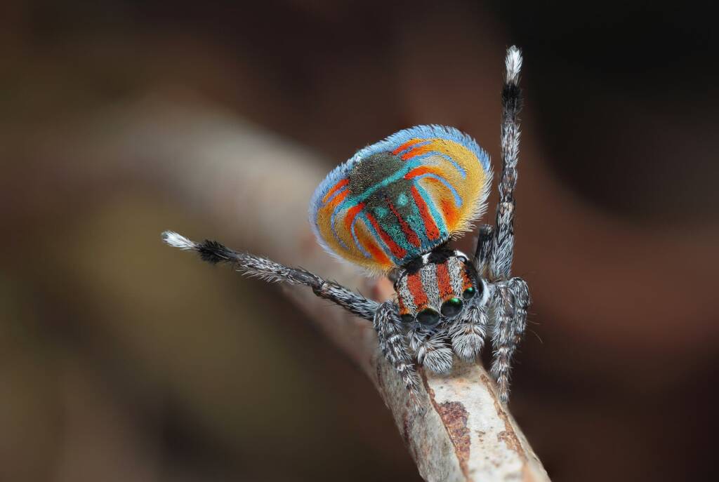 Maratus volans male dancing, Woy Woy NSW © Michael Doe