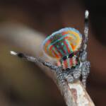 Maratus volans male dancing, Woy Woy NSW © Michael Doe