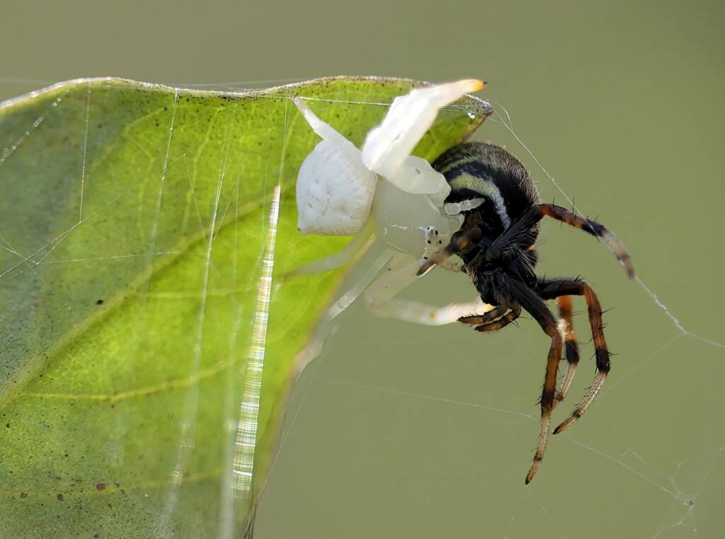 White Crab Spider (Thomisus spectabilis) with prey Mangrovia albida, Brisbane QLD © Stefan Jones