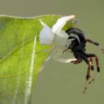 White Crab Spider (Thomisus spectabilis) with prey Mangrovia albida, Brisbane QLD © Stefan Jones