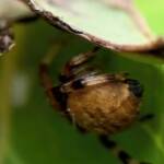 Mangrovia albida, Berrinba / Logan SEQ QLD © Annette Fraser-Dunn