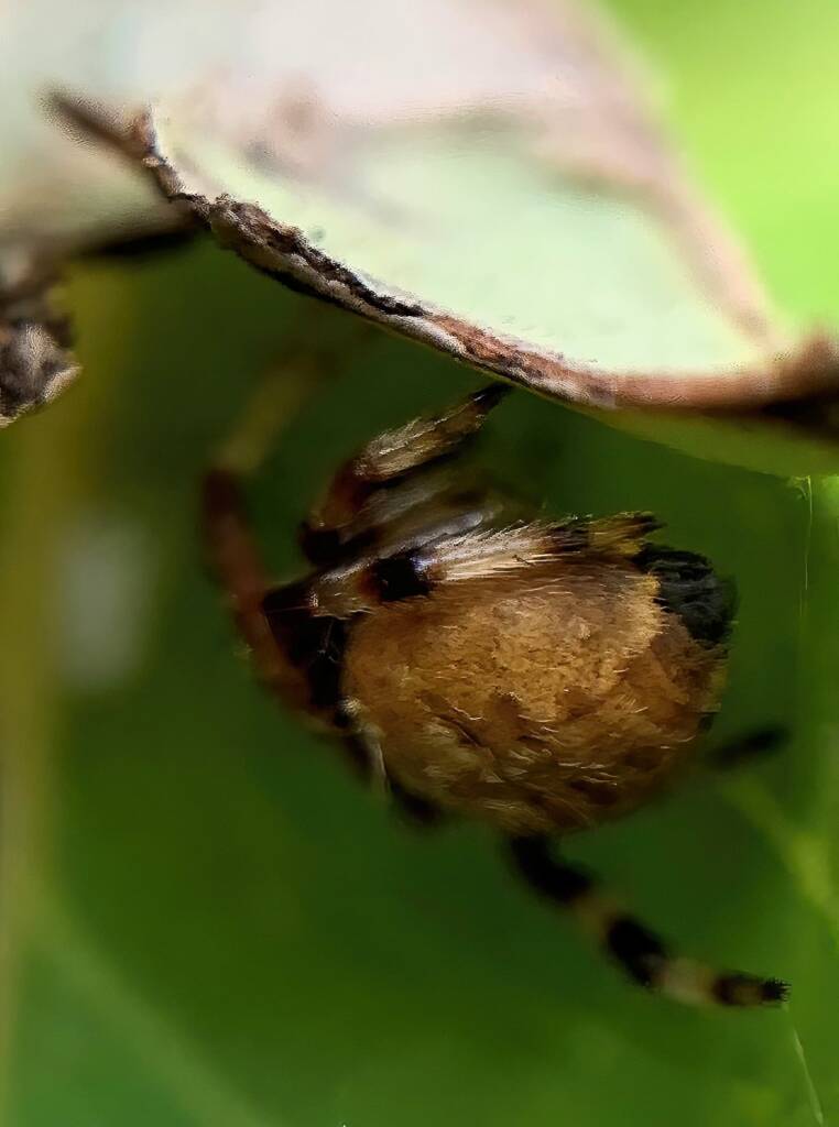 Mangrovia albida, Berrinba / Logan SEQ QLD © Annette Fraser-Dunn