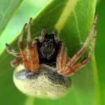 Mangrovia albida, Berrinba / Logan SEQ QLD © Annette Fraser-Dunn