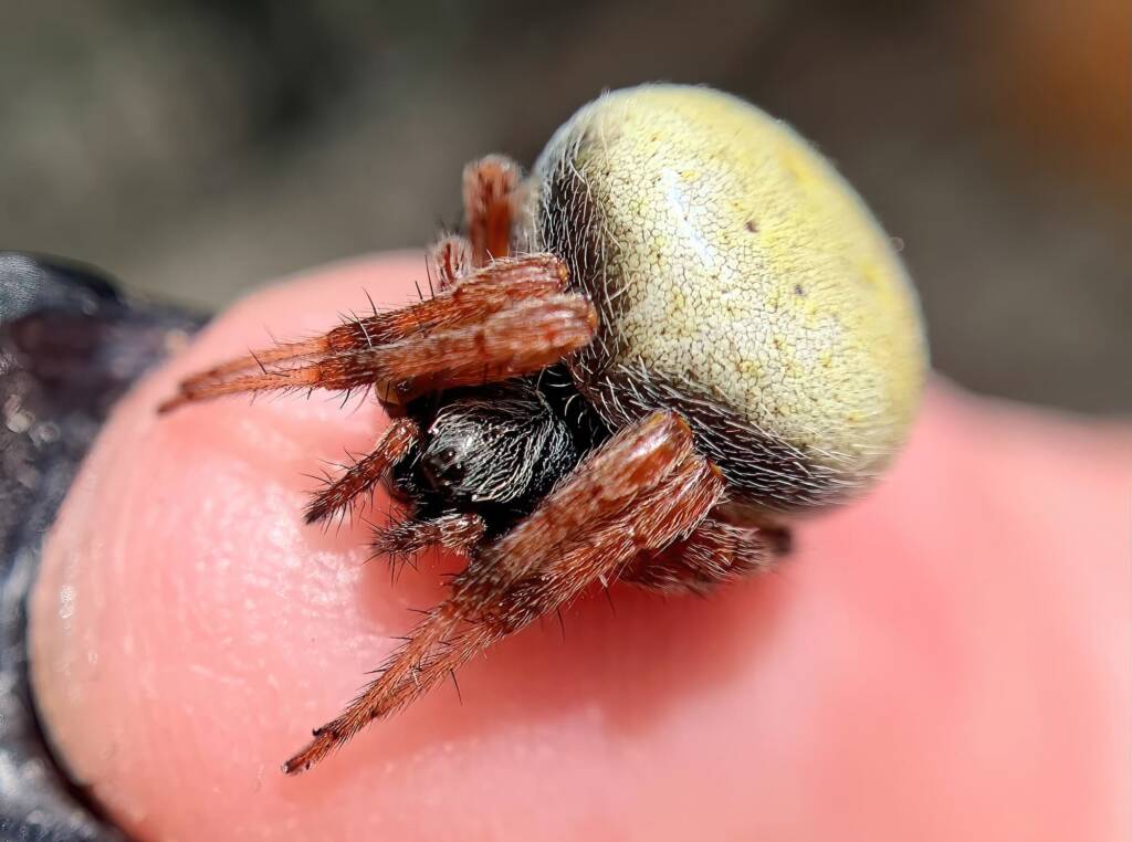 Mangrovia albida, Berrinba, Logan SEQ © Annette Fraser-Dunn