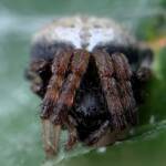 Mangrovia albida, Berrinba / Logan SEQ QLD © Annette Fraser-Dunn