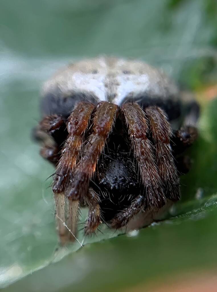 Mangrovia albida, Berrinba / Logan SEQ QLD © Annette Fraser-Dunn