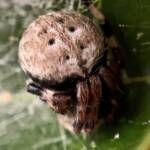 Mangrovia albida, Berrinba / Logan SEQ QLD © Annette Fraser-Dunn