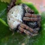 Mangrovia albida, Berrinba / Logan SEQ QLD © Annette Fraser-Dunn