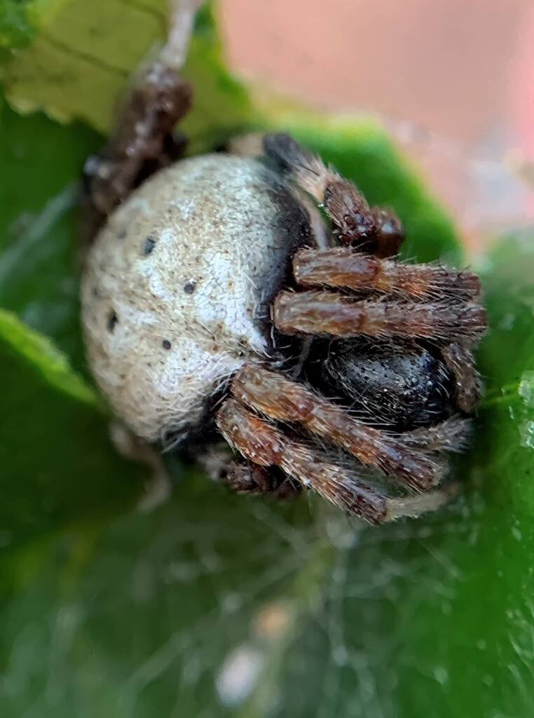 Mangrovia albida, Berrinba / Logan SEQ QLD © Annette Fraser-Dunn