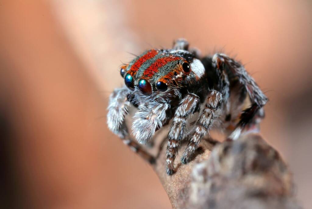 Maratus volans, Woy Woy NSW © Michael Doe