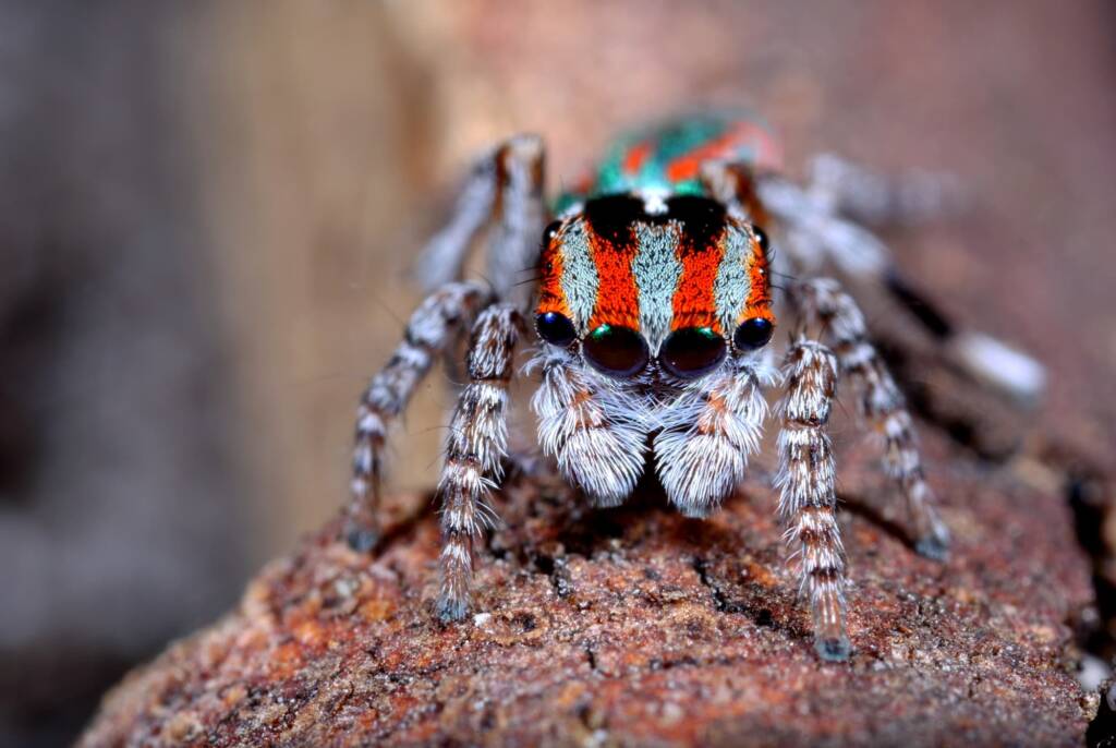 Maratus volans, Woy Woy NSW © Michael Doe