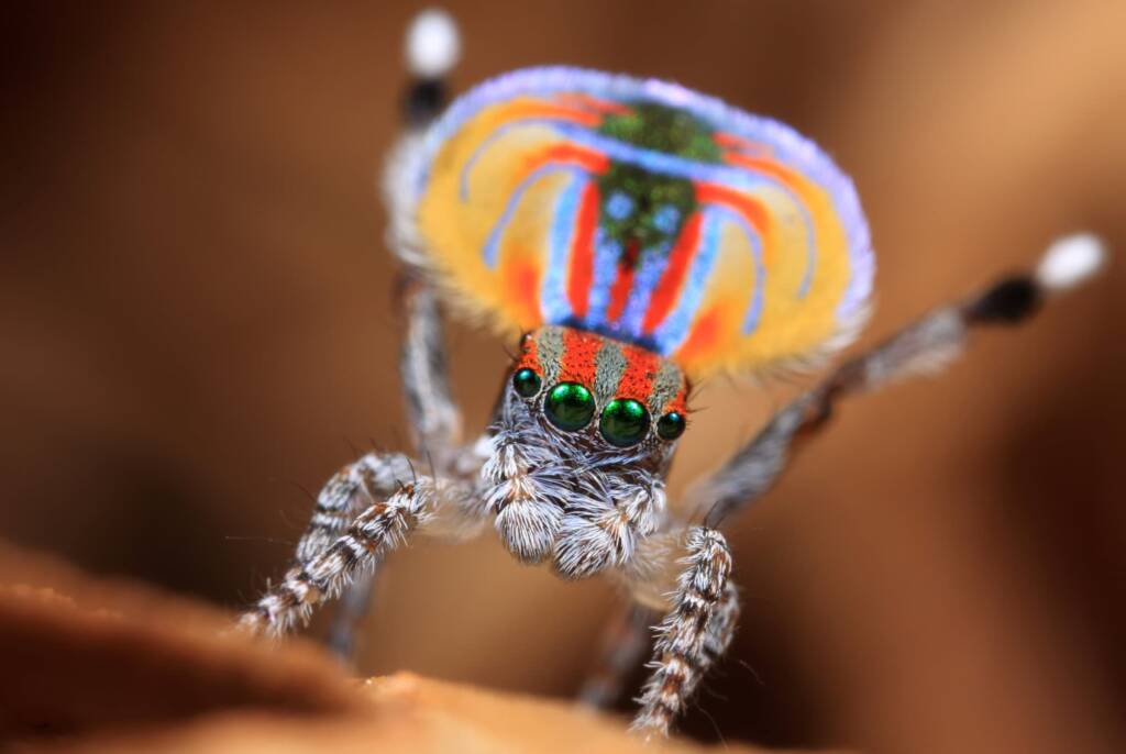 Maratus volans, Kincumber NSW © Michael Doe