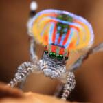 Maratus volans, Kincumber NSW © Michael Doe