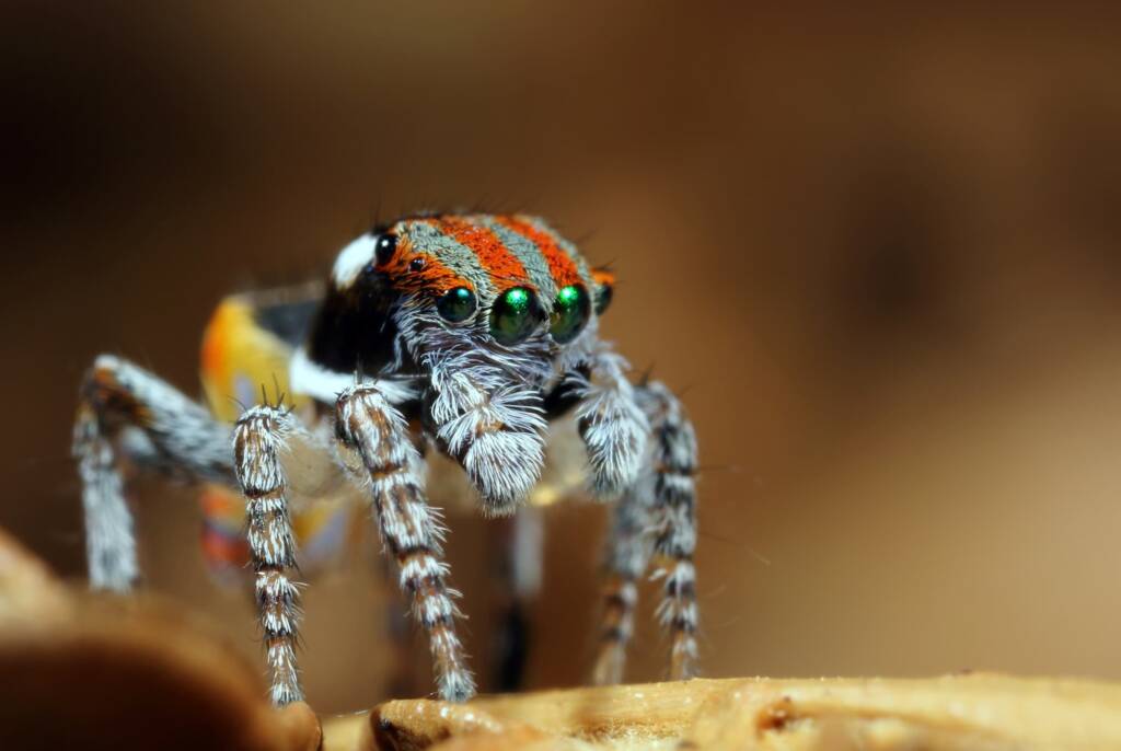Maratus volans, Woy Woy NSW © Michael Doe