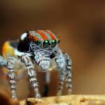 Maratus volans, Woy Woy NSW © Michael Doe