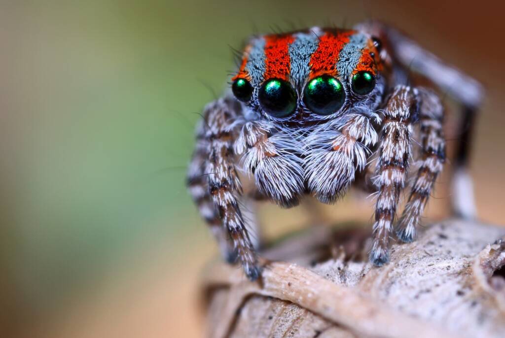 Maratus volans, Woy Woy NSW © Michael Doe