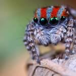 Maratus volans, Woy Woy NSW © Michael Doe