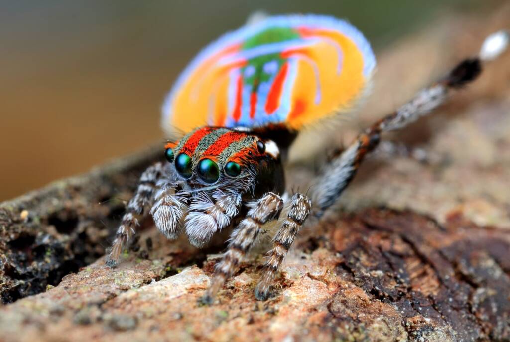 Maratus volans, NSW © Michael Doe