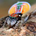 Maratus volans, NSW © Michael Doe