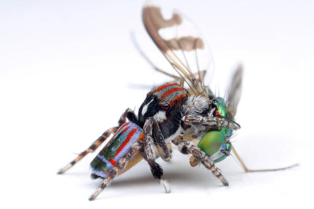 Maratus volans feeding on a long legged fly, Central Coast NSW © Michael Doe